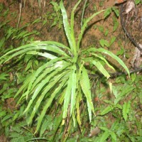 Alsophila sinuata  (Hook. & Grev.) R.M.Tryon